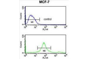 SUMO1 Antibody flow cytometry analysis of MCF-7 cells (bottom histogram) compared to a negative control cell (top histogram). (SUMO1 antibody)
