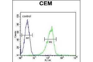 ZIC3 Antibody (Center) (ABIN650719 and ABIN2839389) flow cytometric analysis of CEM cells (right histogram) compared to a negative control cell (left histogram). (ZIC3 antibody  (AA 239-267))