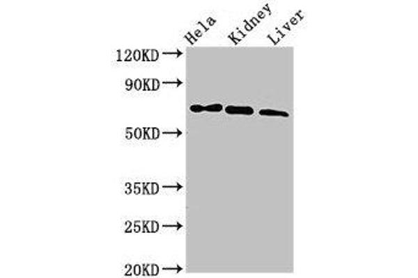 Melanophilin antibody  (AA 310-539)