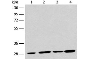 Western blot analysis of 293T cell lysates using PNPO Polyclonal Antibody at dilution of 1:700 (PNPO antibody)