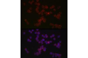 Immunofluorescence analysis of THP-1 cells using CCR5 Rabbit pAb (ABIN7266307) at dilution of 1:50 (40x lens). (CCR5 antibody  (AA 100-200))