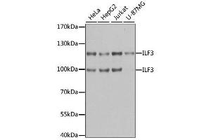 Western blot analysis of extracts of various cell lines, using ILF3 antibody. (Interleukin enhancer-binding factor 3 (ILF3) (AA 1-270) antibody)