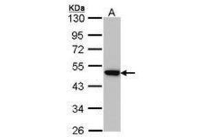 Image no. 1 for anti-Adaptor-Related Protein Complex 2, mu 1 Subunit (AP2M1) (AA 60-278) antibody (ABIN467602) (AP2M1 antibody  (AA 60-278))