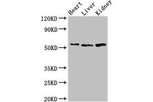 Western Blot Positive WB detected in: Mouse heart tissue, Mouse liver tissue, Mouse kidney tissue All lanes: SOX9 antibody at 3 μg/mL Secondary Goat polyclonal to rabbit IgG at 1/50000 dilution Predicted band size: 57 kDa Observed band size: 57 kDa (SOX9 antibody  (AA 296-501))