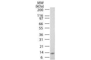 Western Blotting (WB) image for anti-Interleukin 25 (IL25) antibody (ABIN1043787) (IL-25 antibody)