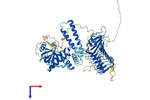 SHC SH2-Domain Binding Protein 1-Like (SHCBP1L) (AA 1-639) protein (His tag)