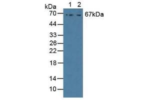 Figure. (GAB3 antibody  (AA 142-375))