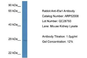 Western Blotting (WB) image for anti-Chymotrypsin-Like Elastase Family, Member 1 (CELA1) (Middle Region) antibody (ABIN2784733) (CELA1 antibody  (Middle Region))