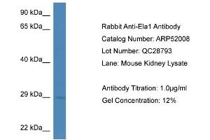 Western Blotting (WB) image for anti-Chymotrypsin-Like Elastase Family, Member 1 (CELA1) (Middle Region) antibody (ABIN785530)