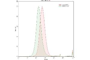 Detection of HSPA1L in Raji human Burkitt's lymphoma cell line using Anti-Heat Shock 70 kDa Protein 1 Like Protein (HSPA1L) Polyclonal Antibody (HSPA1L antibody  (AA 1-641))