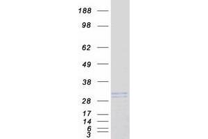 Western Blotting (WB) image for Kallikrein 6 (KLK6) (Transcript Variant A) protein (Myc-DYKDDDDK Tag) (ABIN2724327)