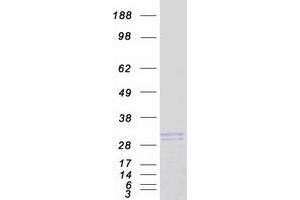 Validation with Western Blot (Kallikrein 6 Protein (KLK6) (Transcript Variant A) (Myc-DYKDDDDK Tag))