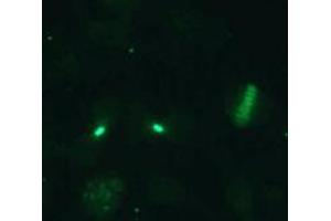 Immunofluorescence (IF) image for anti-Cell Division Cycle Associated 8 (CDCA8) (AA 1-280), (N-Term) antibody (ABIN1449290) (CDCA8 antibody  (N-Term))