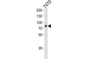 Western Blotting (WB) image for anti-Exostosin 2 (EXT2) antibody (ABIN3004162) (EXT2 antibody)