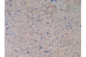 IHC-P analysis of Human Liver Tissue, with DAB staining. (TLR9 antibody  (AA 28-362))