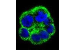 Confocal immunofluorescent analysis of PCYT1A Antibody (N-term) Cat. (PCYT1A antibody  (N-Term))