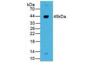 Western blot analysis of Human Liver Tissue. (Renin antibody  (AA 67-179))