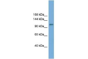 WB Suggested Anti-HERC6 Antibody Titration:  0. (HERC6 antibody  (N-Term))