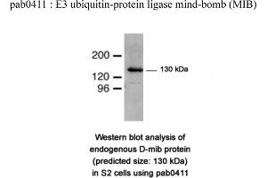 Image no. 1 for anti-Mindbomb E3 Ubiquitin Protein Ligase 1 (MIB1) (N-Term) antibody (ABIN347485) (MIB1 antibody  (N-Term))