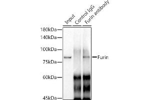 Immunoprecipitation analysis of 300 μg extracts of A-549 cells using 3 μg Furin antibody (ABIN7267277).