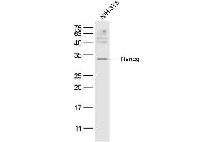 NIH/3T3 lysates probed with Nanog Polyclonal Antibody, Unconjugated  at 1:300 dilution and 4˚C overnight incubation. (Nanog antibody  (AA 101-200))
