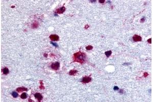 Anti-PYGB antibody  ABIN1049279 IHC staining of human brain.