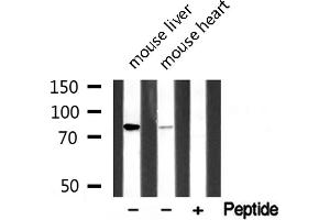 Western blot analysis on various tissue lysate using AKAP8 Antibody (AKAP8 antibody  (Internal Region))