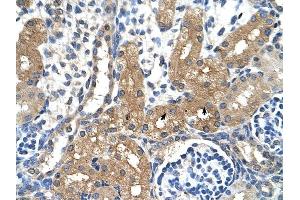 CYP4A22 antibody was used for immunohistochemistry at a concentration of 4-8 ug/ml to stain Epithelial cells of renal tubule (arrows) in Human Kidney. (CYP4A22 antibody  (N-Term))