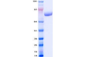 Validation with Western Blot (VCP Protein (Myc-DYKDDDDK Tag))