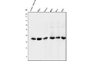 Western blot analysis of NMI using anti-NMI antibody (ABIN3043451). (NMI antibody  (AA 2-307))