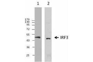 Western Blotting (WB) image for anti-Interferon Regulatory Factor 3 (IRF3) antibody (ABIN2666278) (IRF3 antibody)