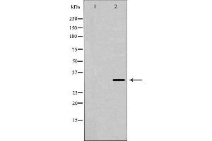 Western blot analysis of extracts of K562, using USF1 antibody. (USF1 antibody  (Internal Region))