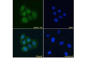 ABIN184768 Immunofluorescence analysis of paraformaldehyde fixed U2OS cells, permeabilized with 0. (KIF4A antibody  (C-Term))