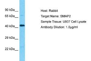Host: Rabbit Target Name: SMAP2 Sample Type: U937 Whole Cell lysates Antibody Dilution: 1. (SMAP2 antibody  (N-Term))