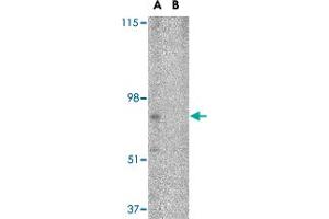 Western blot analysis of BRE in HeLa cell lysate in (A) the absence and (B) presence of blocking peptide with BRE polyclonal antibody  at 1 ug/mL . (BRE antibody  (N-Term))