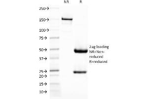 SDS-PAGE (SDS) image for anti-CD209 (CD209) antibody (ABIN6939610)
