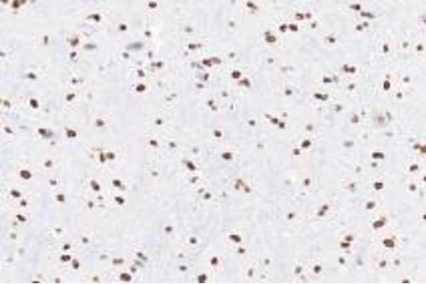 RING1 antibody