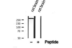 Western blot analysis of extracts from rat brain, using Piezo1 antibody. (PIEZO1 antibody  (Internal Region))