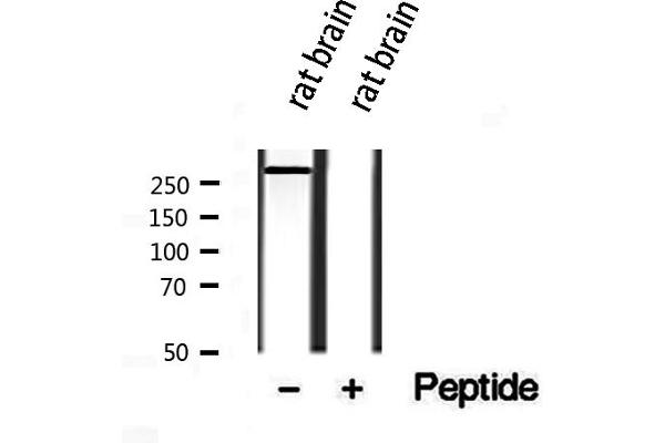 PIEZO1 antibody  (Internal Region)