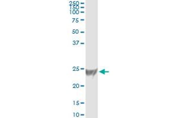 R-Ras antibody  (AA 109-218)