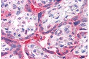Anti-QSOX2 antibody  ABIN1049286 IHC staining of human placenta. (QSOX2 antibody  (C-Term))