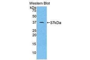Western Blotting (WB) image for anti-Apolipoprotein A-II (APOA2) (AA 24-102) antibody (ABIN1077817)