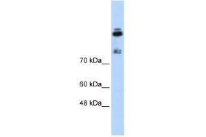 WB Suggested Anti-HDLBP Antibody Titration:  0. (HDLBP antibody  (N-Term))