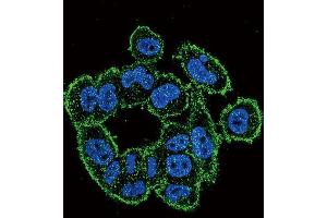 Immunofluorescence (IF) image for anti-Plasminogen Activator, Urokinase (PLAU) antibody (ABIN3003732) (PLAU antibody)