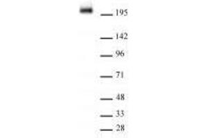 RNA Pol II CTD phospho Tyr1 antibody (rAb) (rAb) tested by Western Blot.