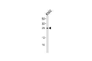 Western blot analysis of lysate from K562 cell line, using RAB27A Antibody (C-term) (ABIN1881720 and ABIN2839093). (RAB27A antibody  (C-Term))