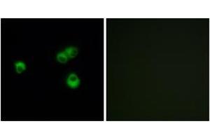 Immunofluorescence analysis of MCF-7 cells, using OR7E5P Antibody. (OR7E5P antibody  (AA 35-84))