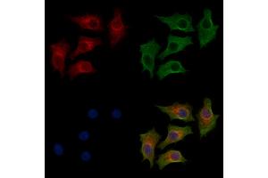 ABIN7094239 and ABIN7098286 staining HepG2 cells by IF/ICC. (FOXRED1 antibody  (Internal Region))