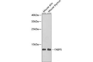 Western blot analysis of extracts of various cell lines using FABP5 Polyclonal Antibody at dilution of 1:1000.