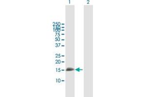 Western Blot analysis of IFITM3 expression in transfected 293T cell line by IFITM3 MaxPab polyclonal antibody. (IFITM3 antibody  (AA 1-133))